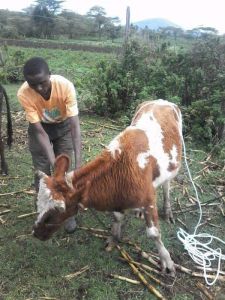 Peter Chege WANGARI